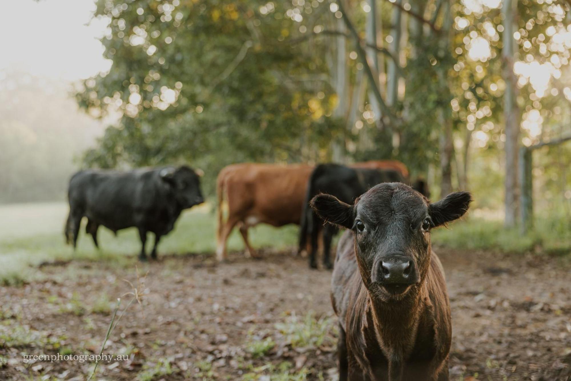 Blackwattle Farm เบียร์วาห์ ภายนอก รูปภาพ