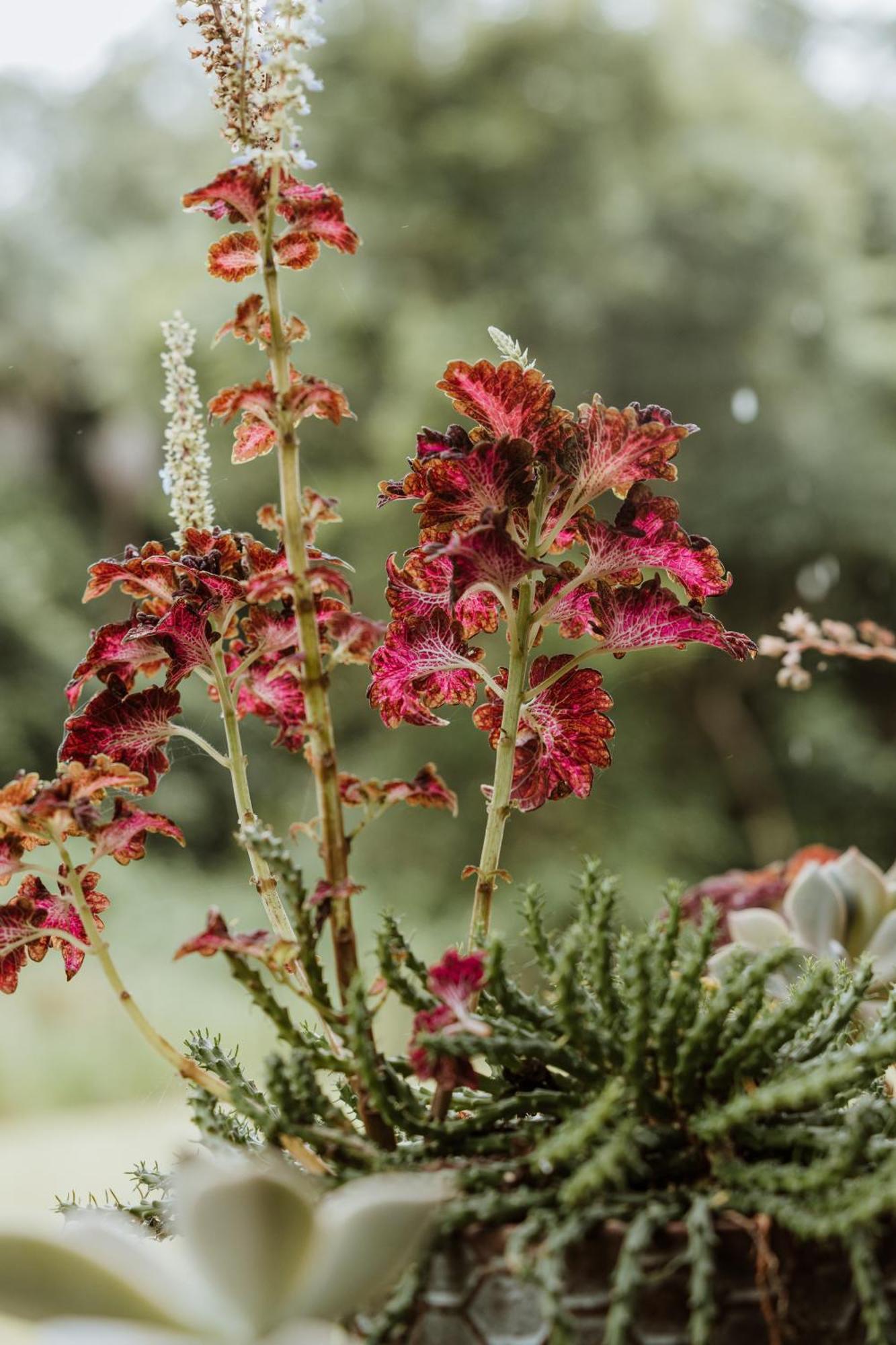 Blackwattle Farm เบียร์วาห์ ห้อง รูปภาพ
